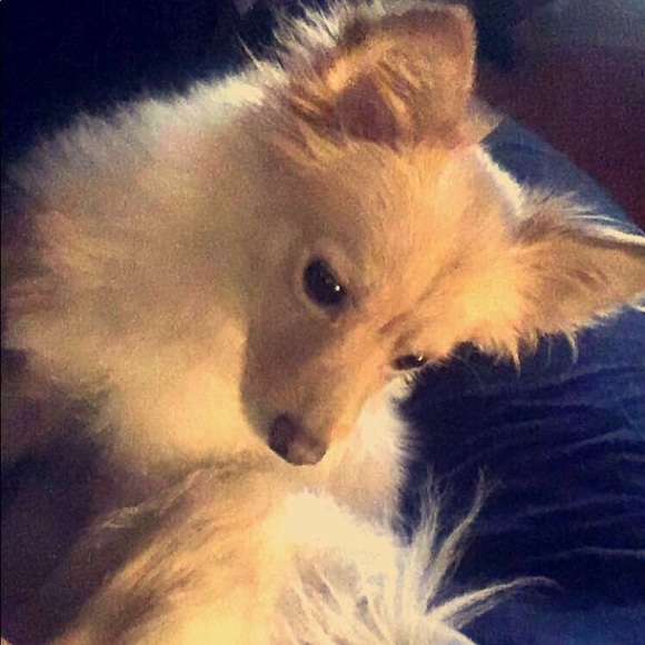 Meet your Posher, Chris - Picture 1 of 1